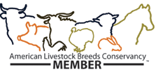 american goat guinea hogs blackbelly barbados breeds susan gmail lbs born farm sheep association memberships dalby member