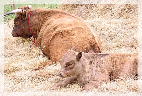 Grimm Acres Farm