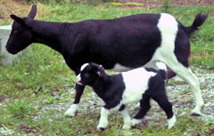 Female Fainting Goat