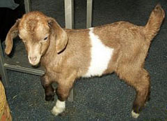 View our Fainting Goats
