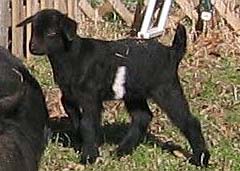 Fainting Goat Doeling