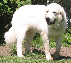 Great Pyrenees Guard Dog Male