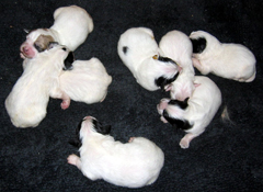 Great Pyrenees Guard Dog Pups