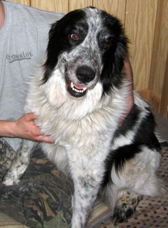 Great Pyrenees Guard Dog Female