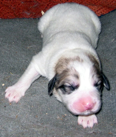 Great Pyrenees Guard Dog Pup