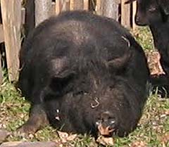 American Guinea Hog