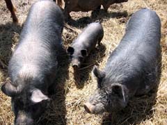 American Guinea Hogs and Piglet