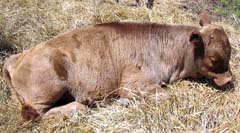Irish Dexter Cattle
