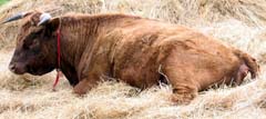 Irish Dexter Cattle